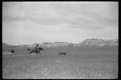 4066_Roping a calf,  Montana