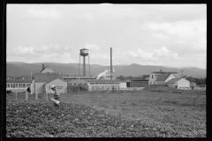 4148_Possibly potato crop Tygart Valley Homesteads