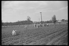 4156_Strawberry pickers near Lakeland, Florida