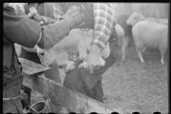 4222_Possibly castrating young lamb