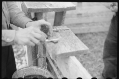 4223_Possibly castrating young lamb