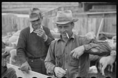 4224_Sheep in pen , Ravalli County