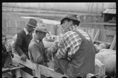 4225_Sheep in pen , Ravalli County, Montana.