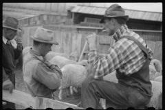 4226_Sheep in pen , Ravalli County