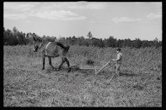 0660_ Young resettlement farmer with harrow, Grady County, Georgia