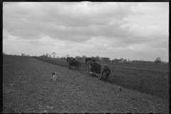 1218_Traditional two horse ploughing , location unknown