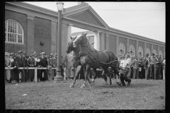 2590_Controlling horses , Eastern States Fair, Springfield, Massachusetts