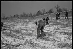 2744_ Planting slash pine, Tuskegee Project, Macon County, Alabama,