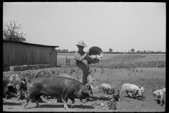 3253_Farmer feeding pigs , Scioto Farms, Ohio