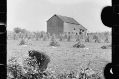 3321_Husking corn , Camden County, New Jersey