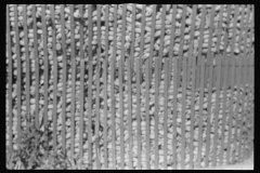 3324_Corn in a crib , central Ohio