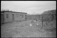3744_ Shanties by the river. Scotts Run, West Virginia