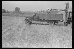 3915_Filling truck with threshed grain, central Ohio
