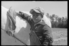 3953_Farm boy grooming horse, Guilford County, North Carolina