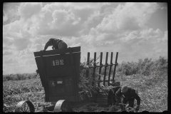 4188_Harvesting sugarcane, United States Sugar Corporation, Clewiston, Florida