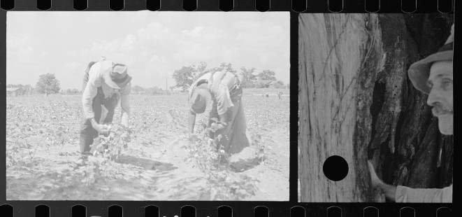 0015_Cotton Picking, Pike County, Mississippi