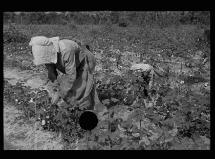 0025_Cotton sharecropper