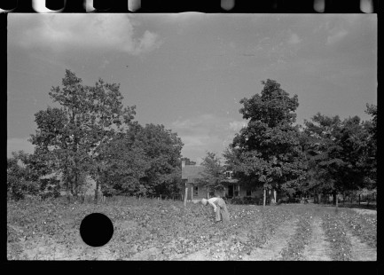 00028__Cotton sharecropper