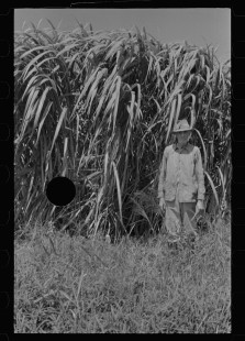 0042_Sugar cane