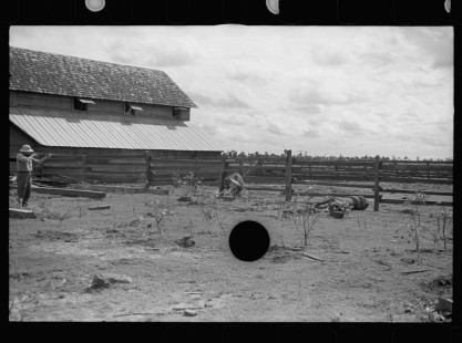 0064_The Slaughter of a Bull