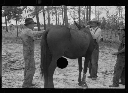 0066_ Farmer clipping mule