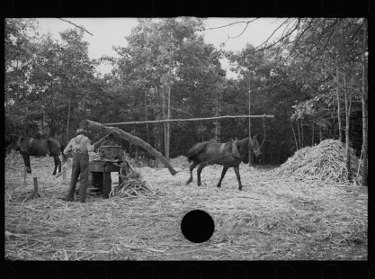 0078_Pressing sorghum cane
