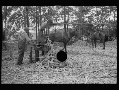 0079_Pressing sorghum cane