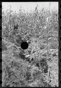 0222_Hillside farm land detail, Garrett County, Maryland