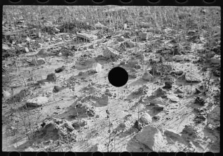 0223_Hillside farm land detail, Garrett County, Maryland