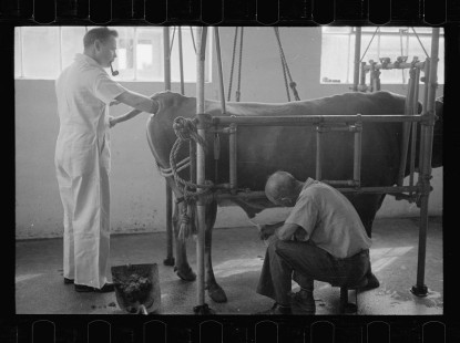 0282_Artificial insemination of a cow