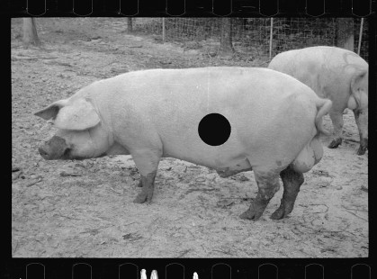 0283_Pigs in mud, Prince George's County