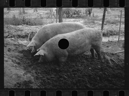0285_Pigs in mud, Prince George's County