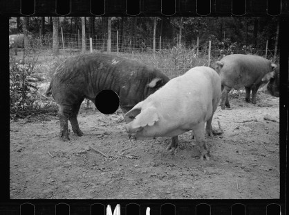0286_Pigs in mud, Prince George's County