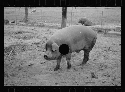 0287_Pig in mud, Prince George's County