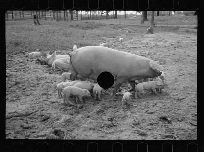 0289_Sow with her litter, Prince George's County