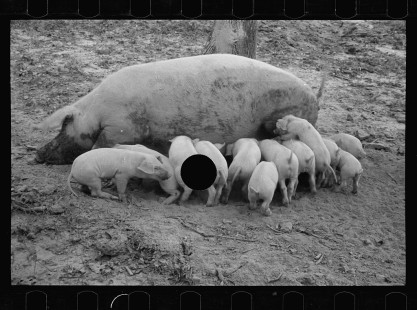0290_Sow with her litter, Prince George's County