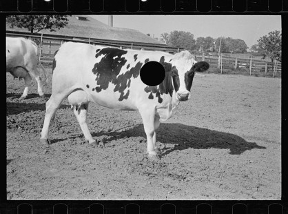 0292_Cow selected for mating, Prince George's County