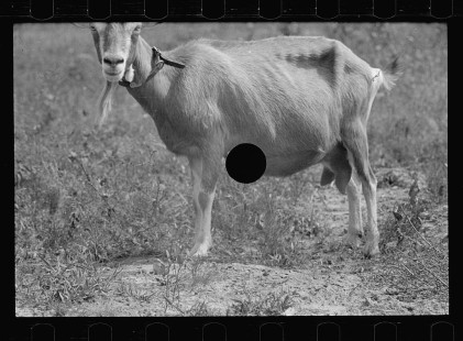 0294_Saanen goat, Beltsville, Maryland