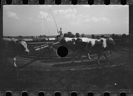 0295_Using cows to activate pump for water