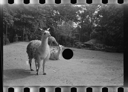 0296_Farming associated with CCC