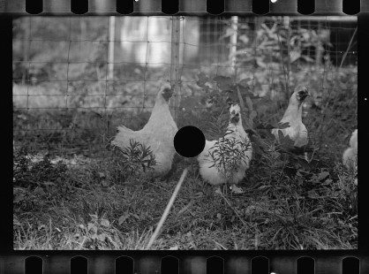 0297_Farming ( chickens ) associated with: CCC