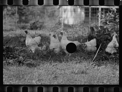 0298_Farming ( chickens) associated with: CCC