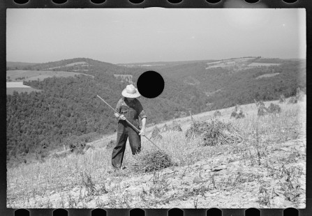 0381_Crop gathering, Buckwheat , Garrett County