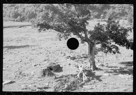 0408_Logging , Garrett County