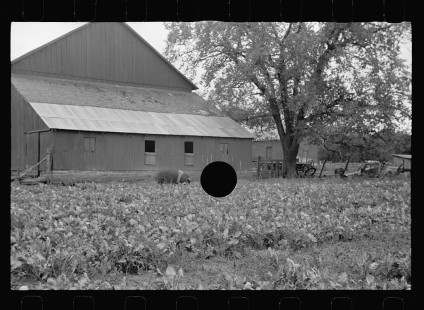 0464_Farm, large barn, pig and root crop