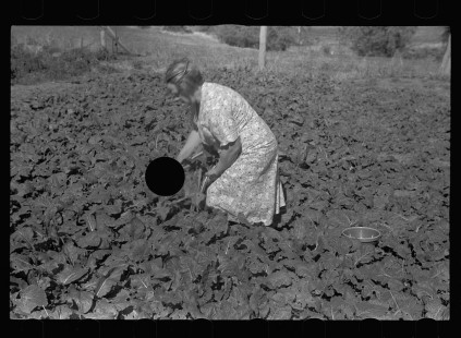0468_ Picking unidentified crop,