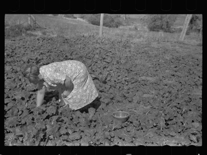0469_ Picking ( unidentified ) crop
