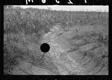 0471_Drainage ditch through sorghum crop, Kansas