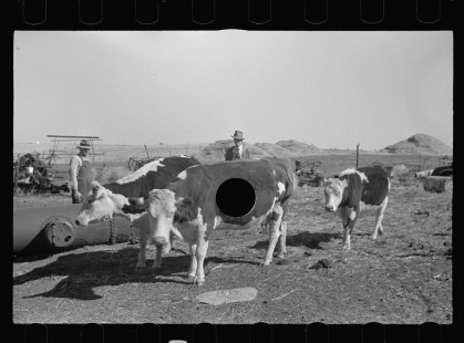 0475- Farmers with Beef cattle