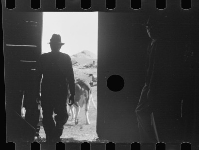 0476_Cattle outside barn